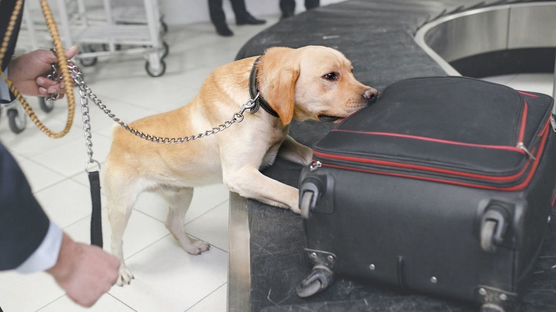 Golden Labrador sniffing a suitcase