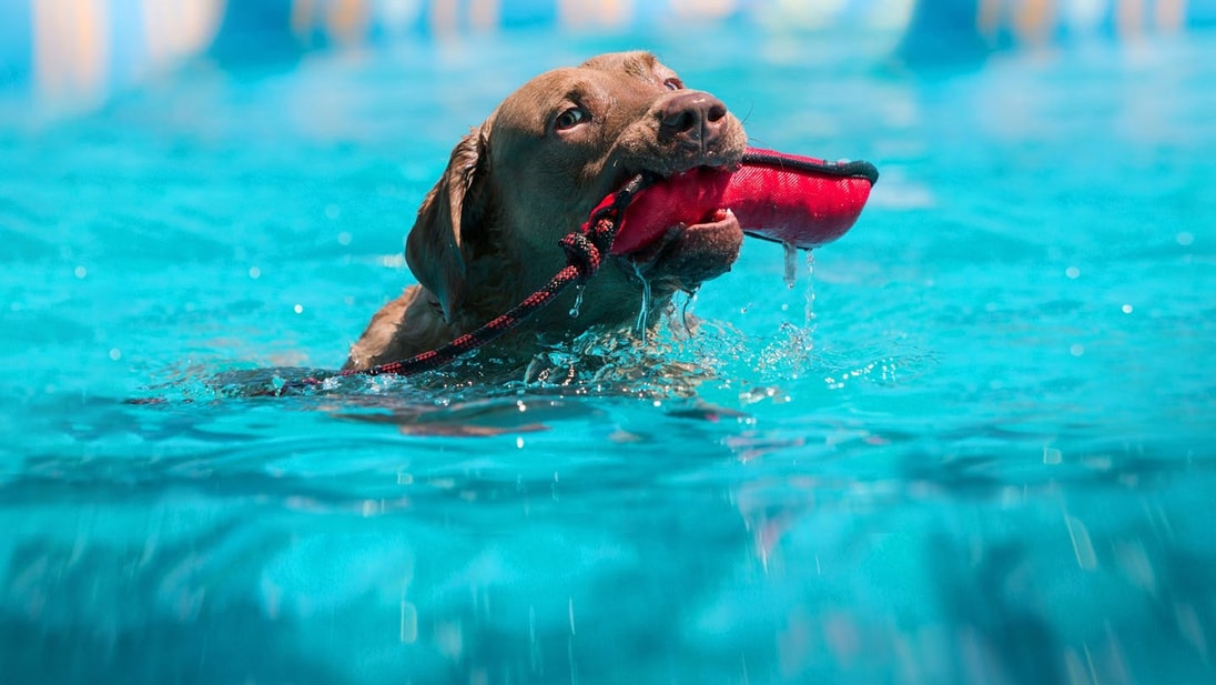 Brown dog training for search & rescue activity in pool