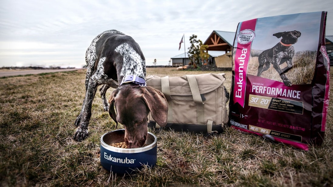 German shorthaired pointer eating Eukanuba Premium Performance kibbles in a n outdoor envinronment