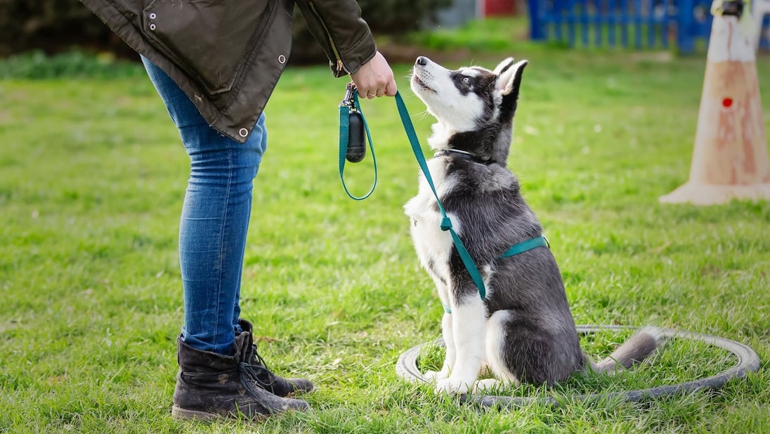 Owner training an Alaskan Malamute puppy