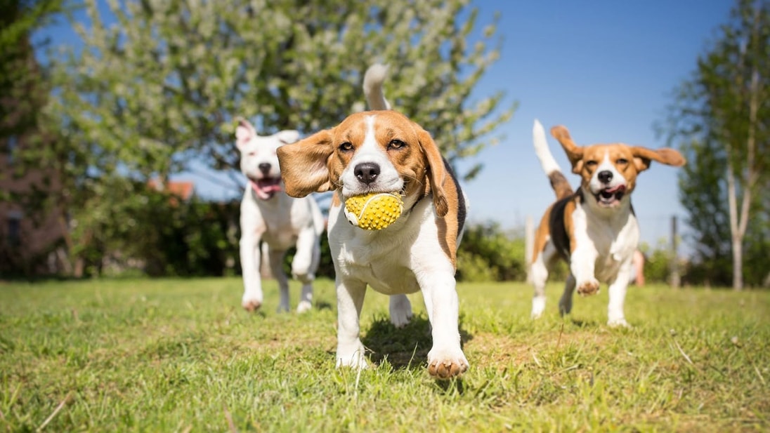Beagle puppies playing in the grass with a ball
