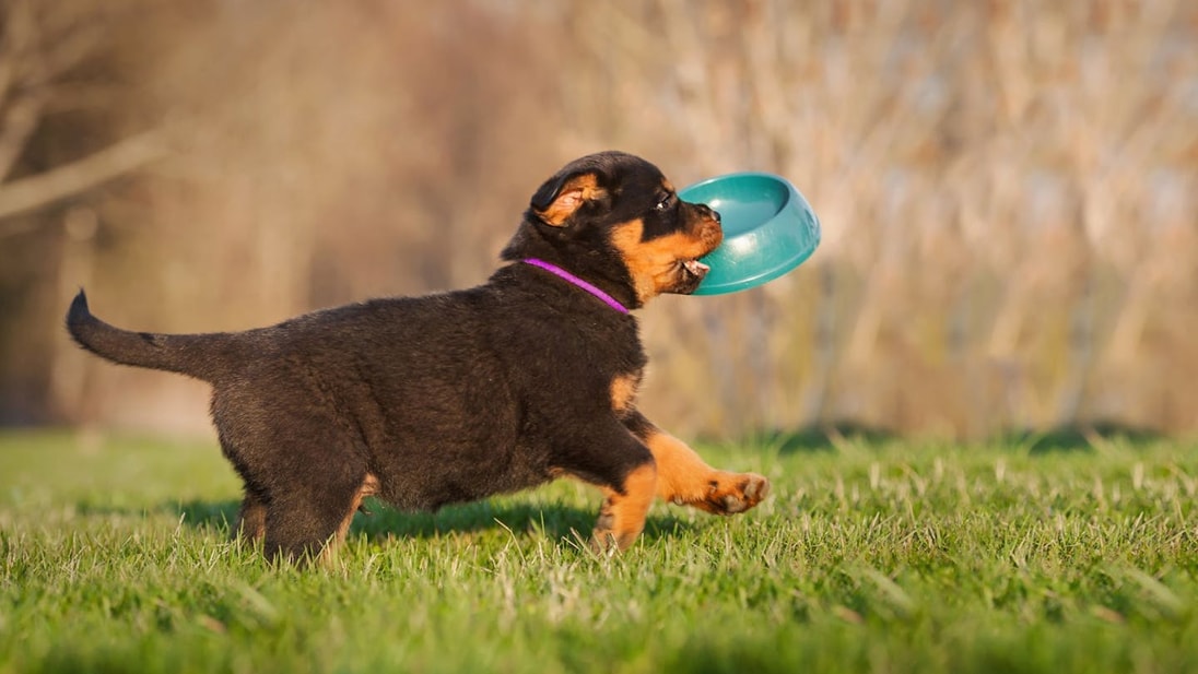Rottweiler puppy holding a bowl in his mouth