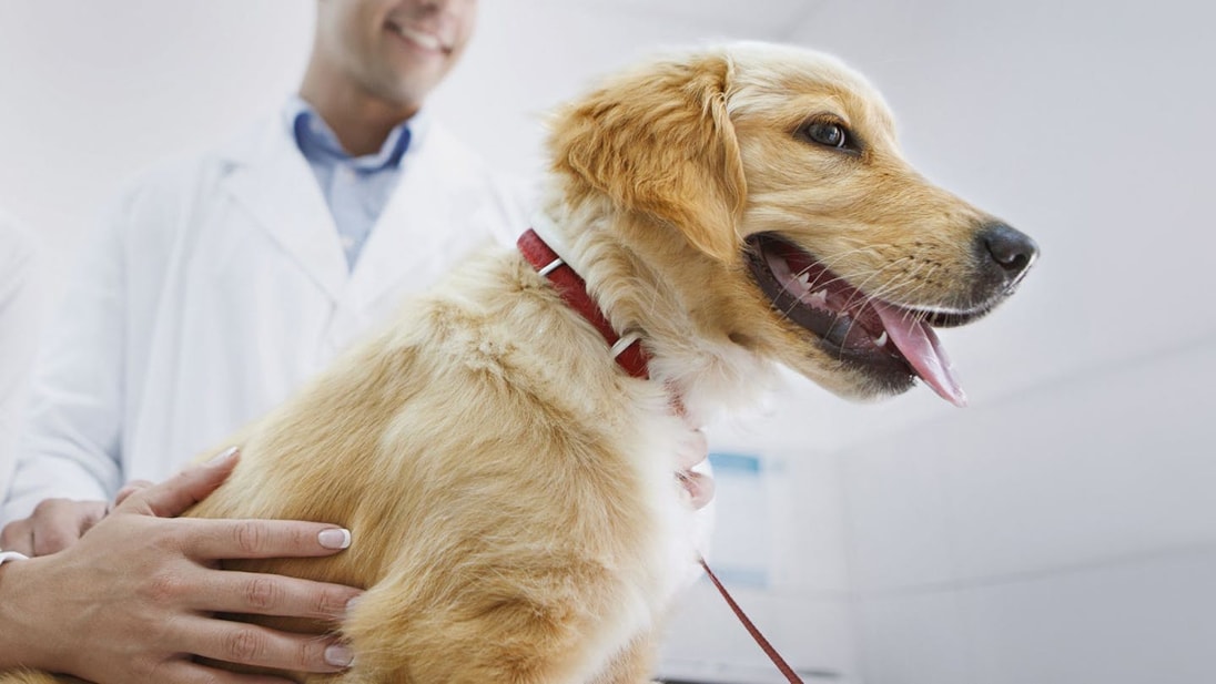 Young Golden Retriever at the Vet