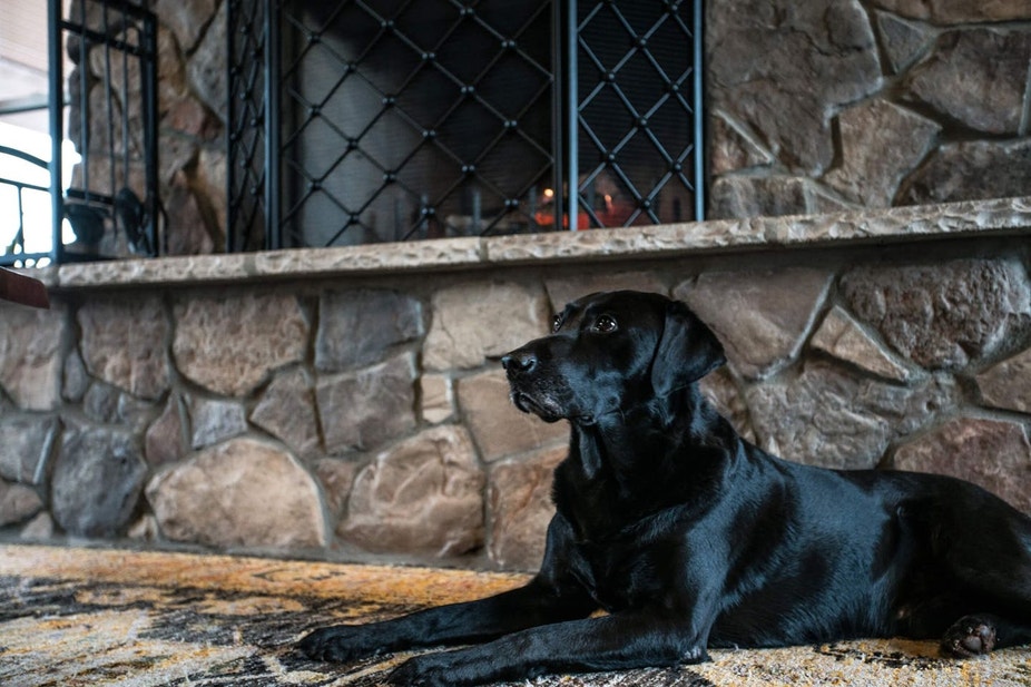 Black Lab resting by the fireplace after a training session