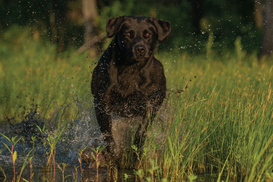 Black Lab running into water on a retrieving drill