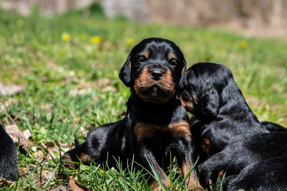 Gordon setter puppy resting in grass