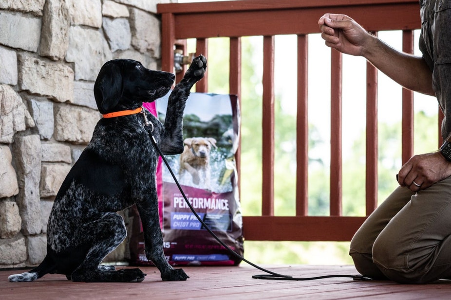 Owner using positve training with GSP puppy