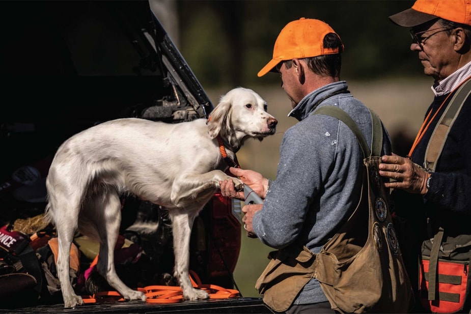 Hunter trimming an English Setter's nails on a tailgate