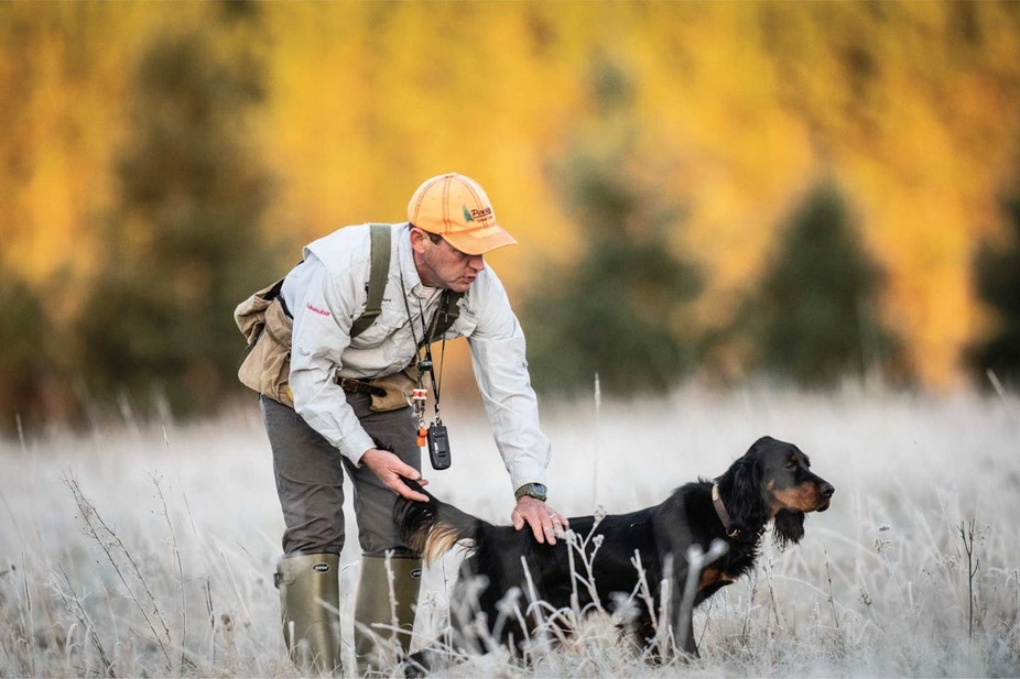 Trainer works to style a Gordon setter's point