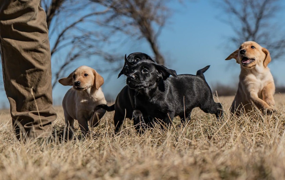 Yellow and black Lab puppies running in a field socializing