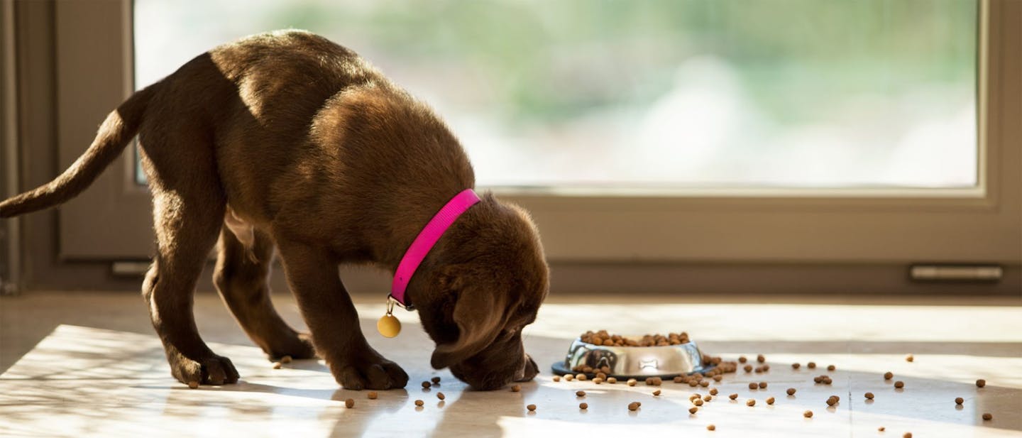 How Often & How Much Should I Feed My Dog? A Comprehensive Guide