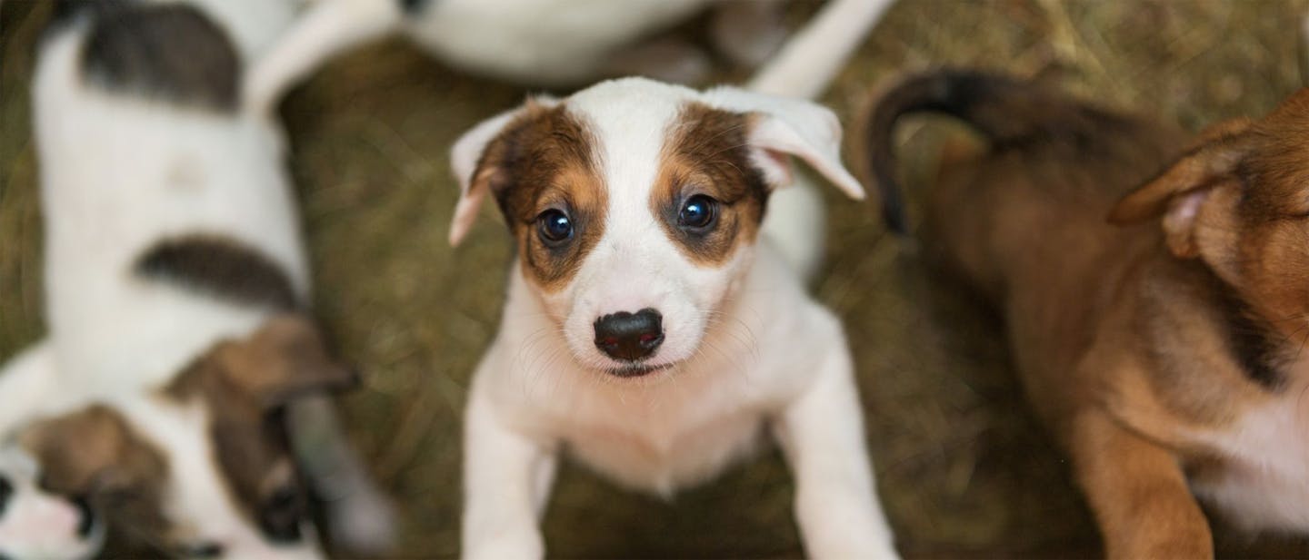 NEW PUPPY CHECKLIST: EVERYTHING YOU NEED TO KNOW