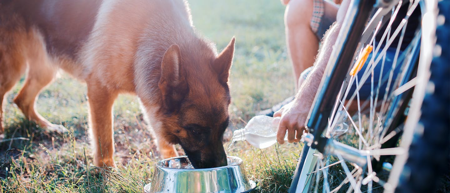 Dog taking a water break during an outside activity