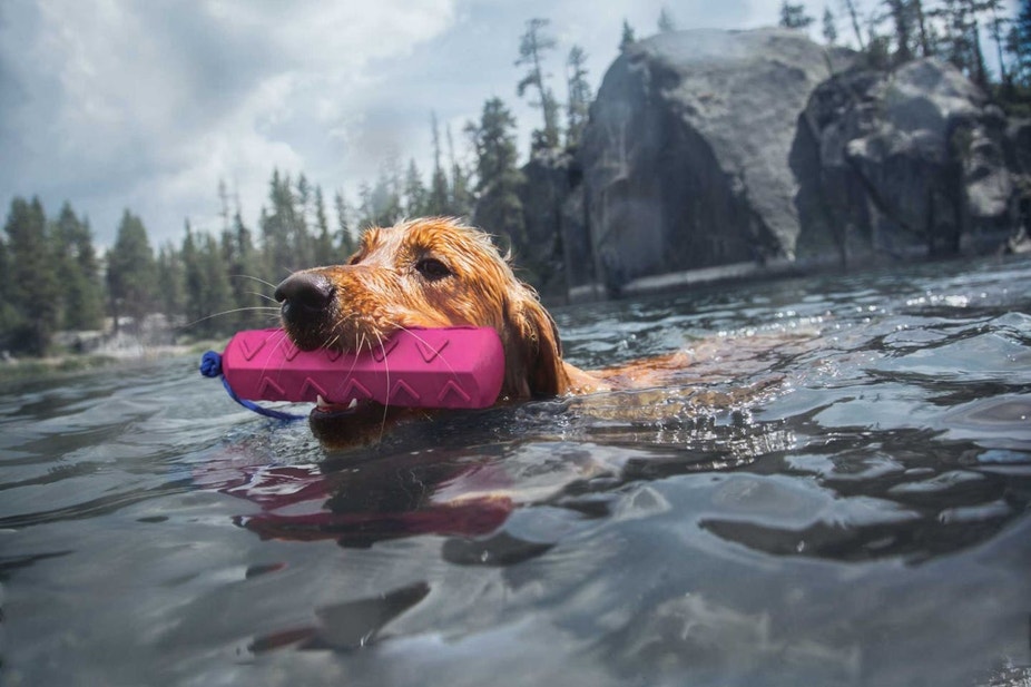 Golden retriever swims out to fetch a bumper