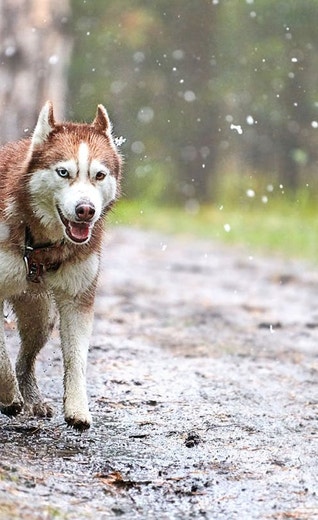 /sites/g/files/fnmzdf5906/files/2024-08/eukanuba-hub-activities-article-activities-article-13-crop.jpeg