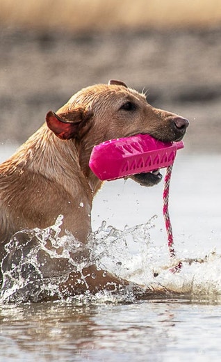 /sites/g/files/fnmzdf5906/files/2024-08/eukanuba-hub-activities-article-activities-article-2-crop.jpeg