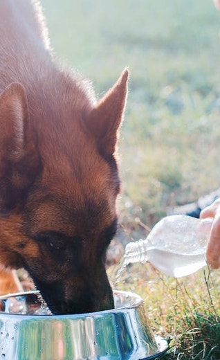 /sites/g/files/fnmzdf5906/files/2024-08/eukanuba-hub-hri-article2-hero.jpeg