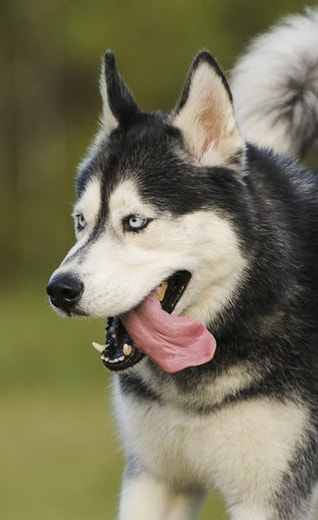 /sites/g/files/fnmzdf5906/files/2024-08/eukanuba-hub-hri-article4-hero.jpeg