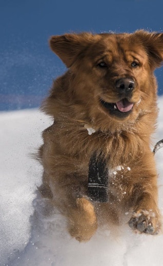 /sites/g/files/fnmzdf5906/files/2024-08/eukanuba-hub-premium-performance-energyarticle-hero.jpeg