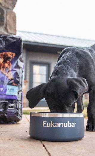 /sites/g/files/fnmzdf5906/files/2024-08/eukanuba-hub-puppy-puppy-article-16-crop.jpeg