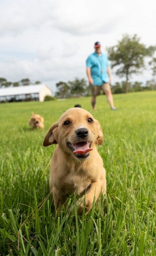 /sites/g/files/fnmzdf5906/files/2024-08/us-esd-a-yellow-lab-puppy-runs-through-the-field-while-his-handler-watches-jpg.jpeg
