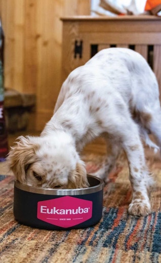 /sites/g/files/fnmzdf5906/files/2024-08/us-esd-english-setter-puppy-eating-eukanuba-puppy-pro.jpeg