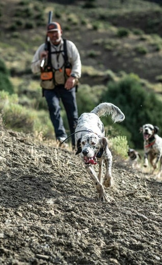 /sites/g/files/fnmzdf5906/files/2024-08/us-esd-english-setters-running-uphill-on-a-rocky-terrain-during-a-hunt-jpg_0.jpeg