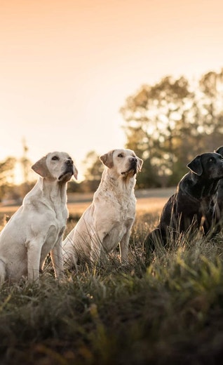 /sites/g/files/fnmzdf5906/files/2024-08/us-esd-group-of-yellow-and-black-labrador-retrievers-focused-during-training-jpg.jpeg