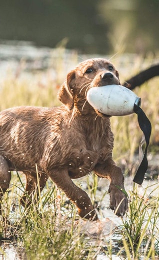 /sites/g/files/fnmzdf5906/files/2024-08/us-esd-yellow-lab-puppy-fetching-a-bumper-in-a-pond-jpg.jpeg