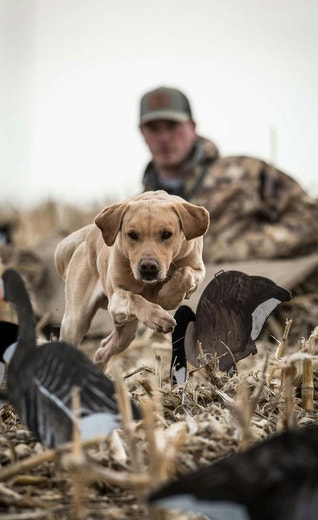 /sites/g/files/fnmzdf5906/files/2024-08/us-esd-yellow-lab-running-through-decoys-in-a-corn-field-with-handler-watching-jpg.jpeg