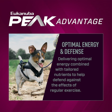 Euk Prem Perf 26/16 EXERCISE Small Bites image 1