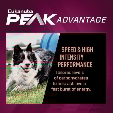 Premium Performance 21/13 Sprint Dry Dog Food image 1