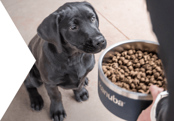 Close up of tan puppy jumping