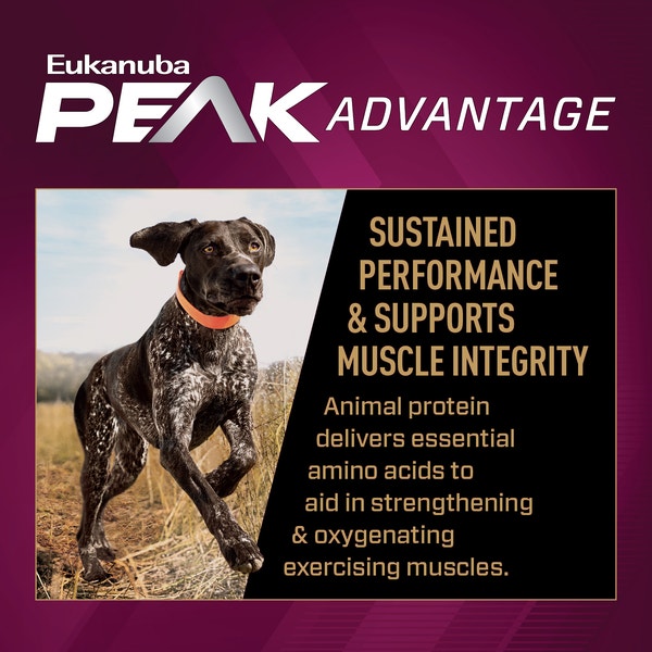Premium Performance 30/20 Sport Dry Dog Food image 3