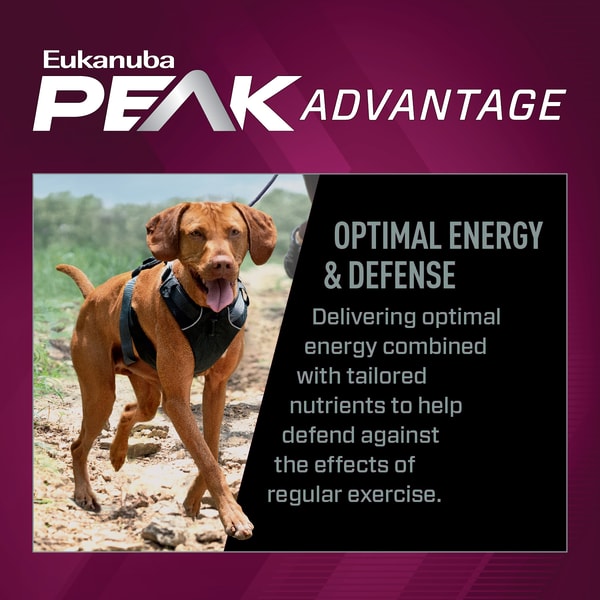 Premium Performance 26/16 Exercise Dry Dog Food image 3