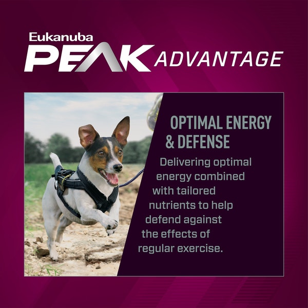 Euk Prem Perf 26/16 EXERCISE Small Bites image 3