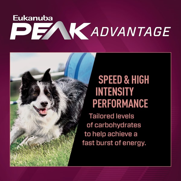 Premium Performance 21/13 Sprint Dry Dog Food image 3