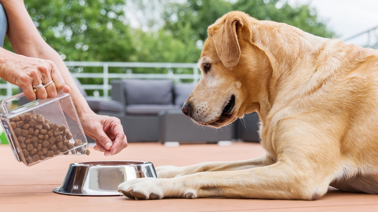 Healthy eating for dogs hot sale