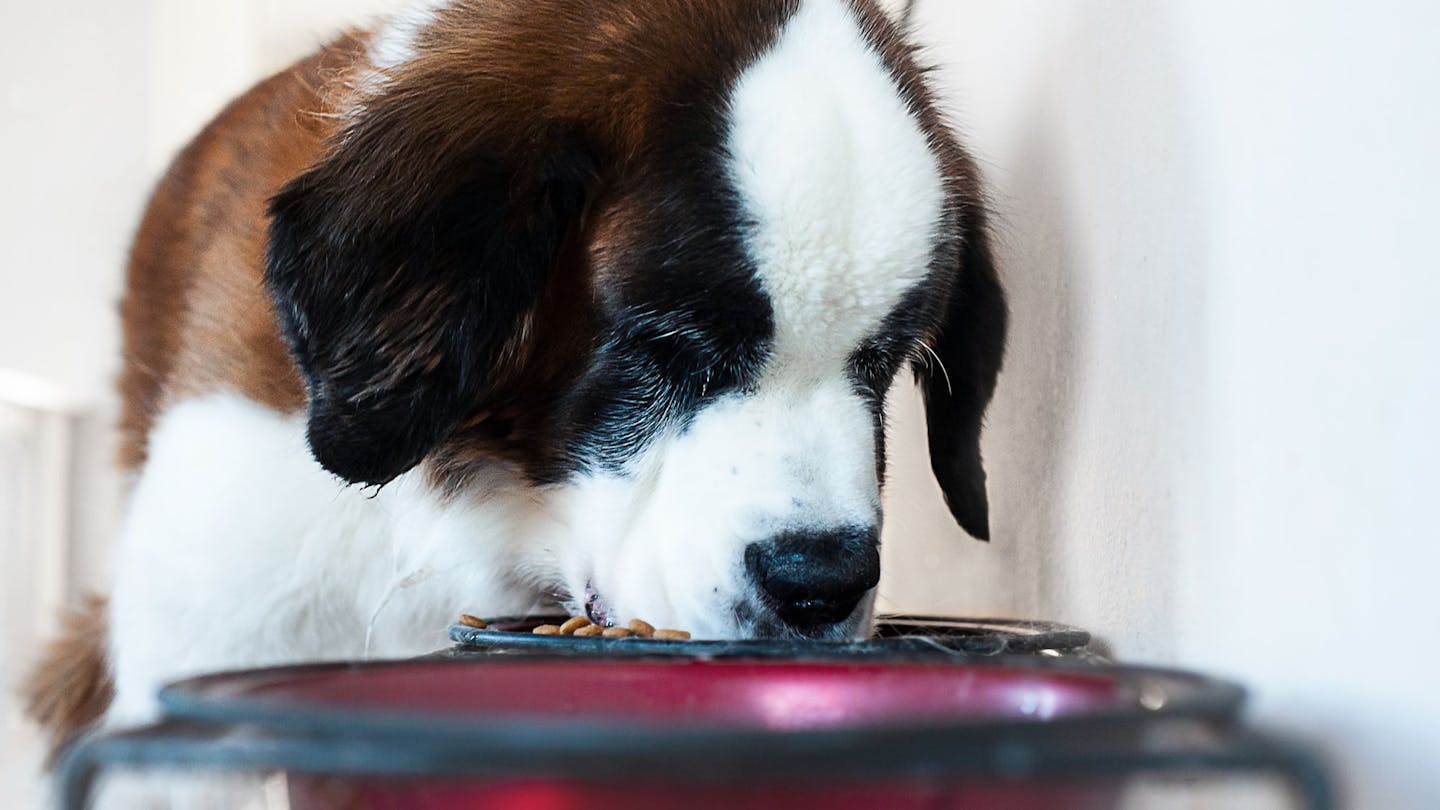 Is it good to mix wet and dry dog food new arrivals