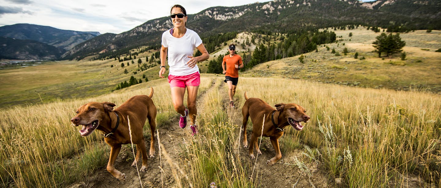 The Three Progressive Stages Of Heat related Illness In Dogs