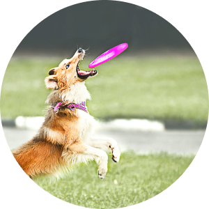 Dog about to catch a frisbee.